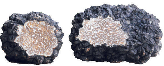 Tartufo Uncinato 50g