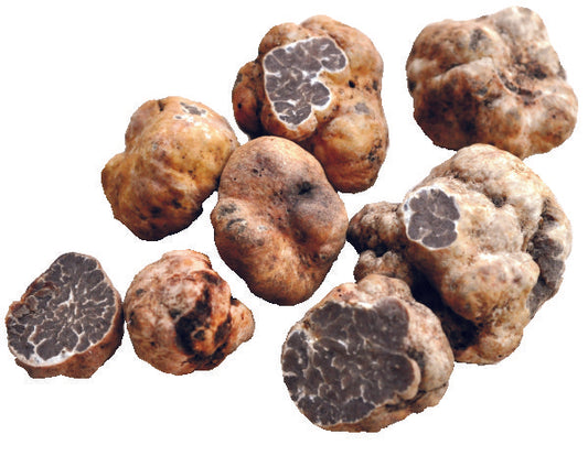 Tartufo Bianchetto