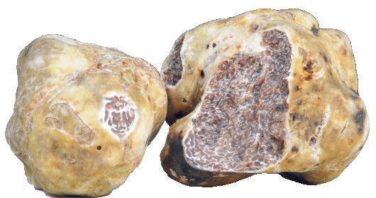 Tartufo Bianco Fresco